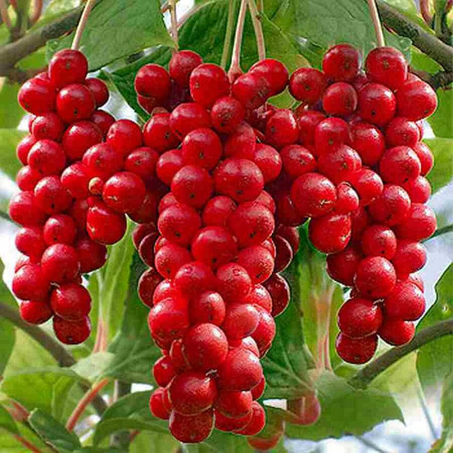 Schizandra Schizandra