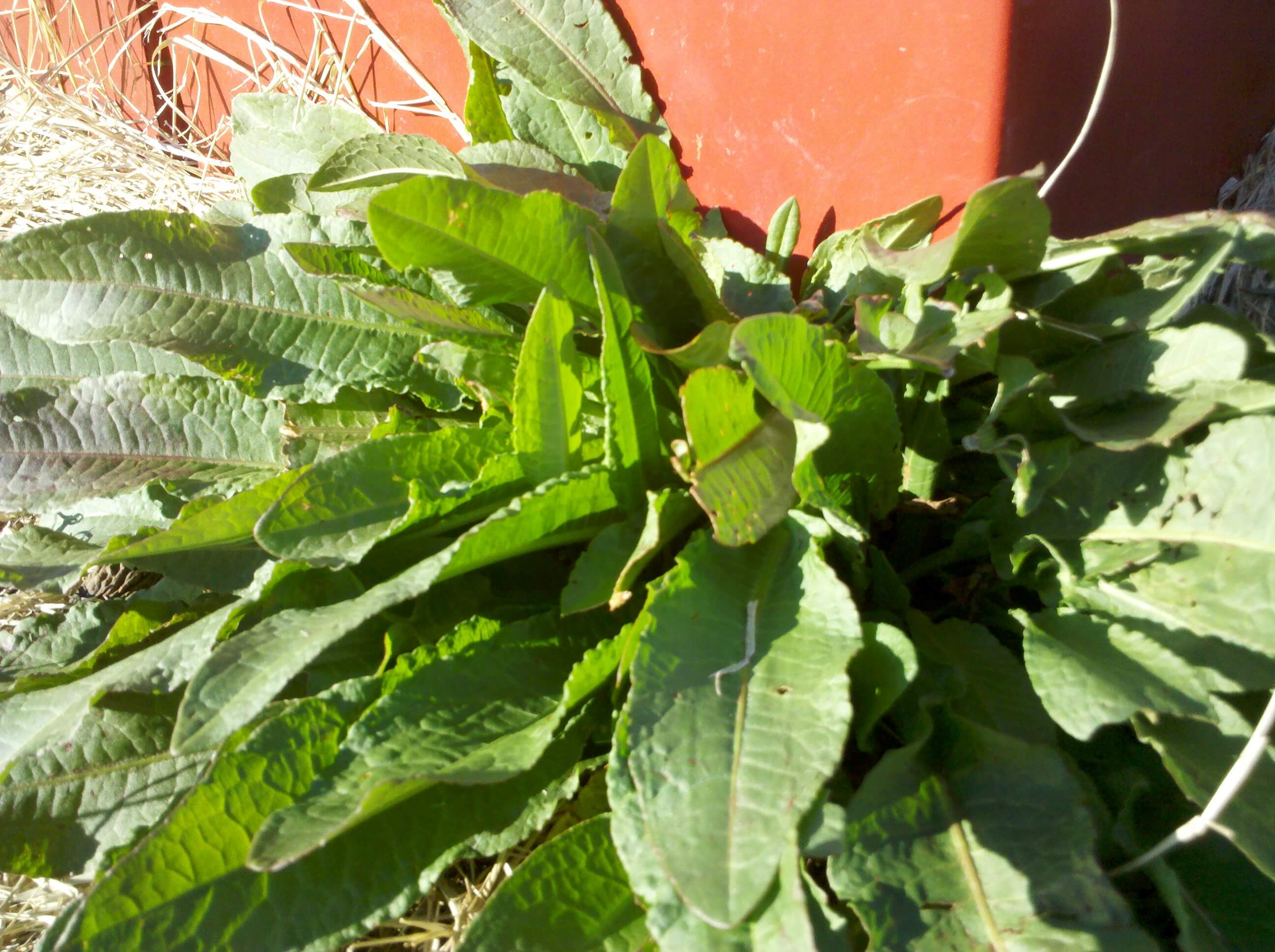 Yellow Dock Herbal Medicine Online