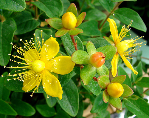 stJohnswort stJohnswort