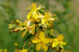 st-Johns-wort