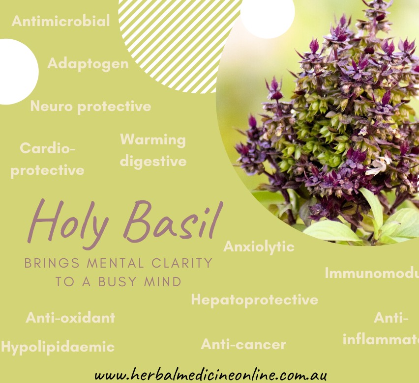 Holy Basil square Holy Basil square